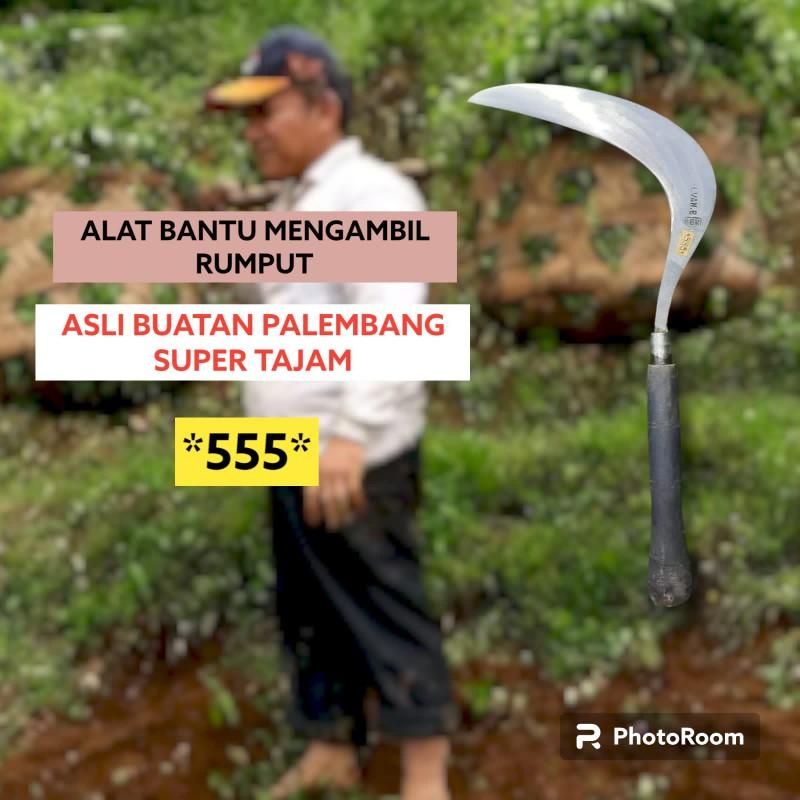 Product Introduction of (COD)  ARIT POTONG RUMPUT *555* 1