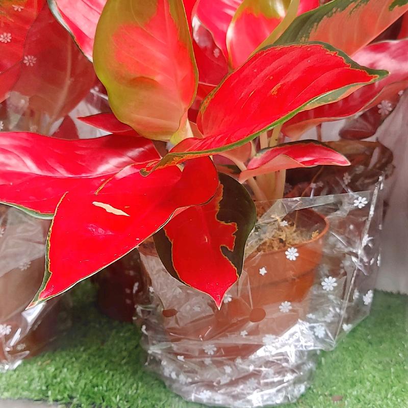 Cây Huyết Rồng ( Combo 2 thân/ chậu) màu siêu đậm, đỏ huyết, trồng trong nhà, cây rất đẹp 1