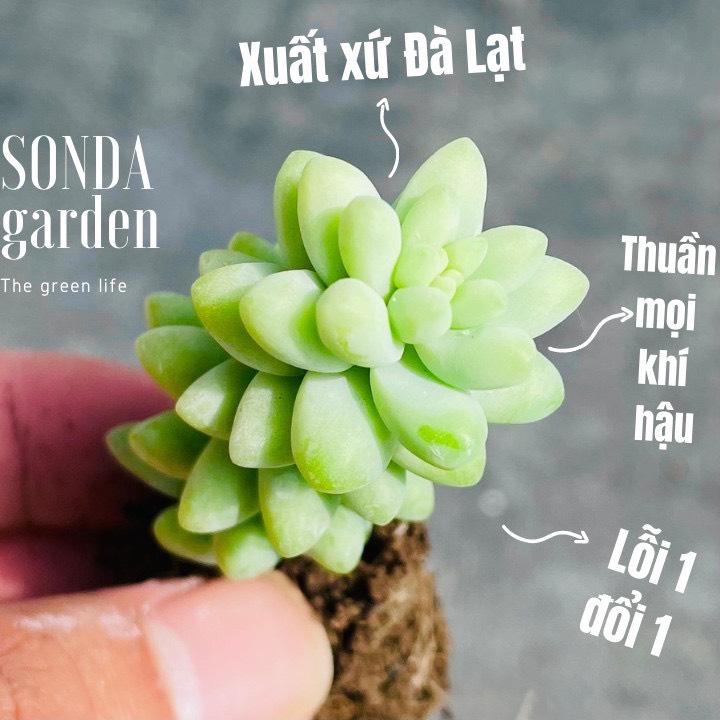 Sen đá chuỗi ngọc bi SONDA GARDEN size mini 2.5-4cm, cây sen đá, sen đá đẹp trang trí nhà cửa