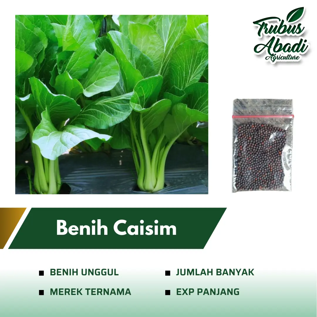 Benih Bibit Sawi Hijau Caisim Repack - Benih Sayuran