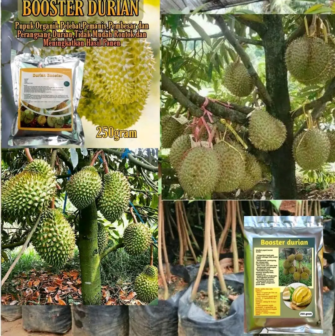 booster durian kk3 (bbt durian kk3)