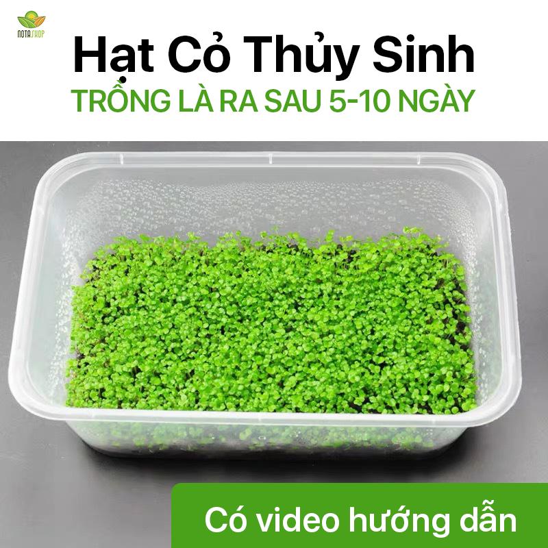 Hạt giống cỏ thủy sinh và combo đất nền để trồng - Nota Shop - Trang trí bể cá đẹp hơn tại nhà