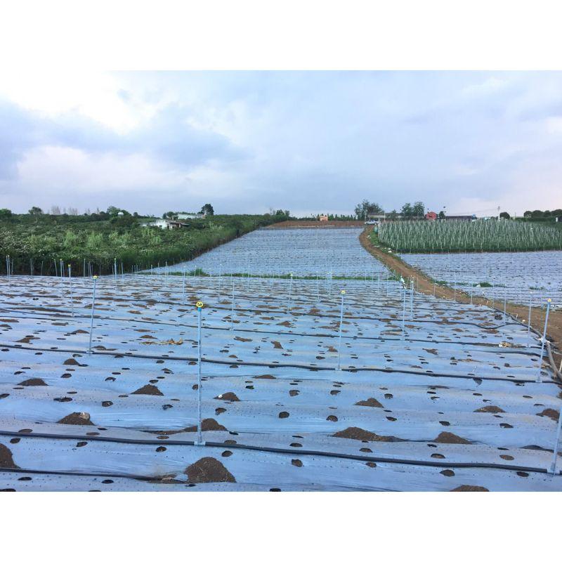 Màng Phủ Nông Nghiệp Cuộn x400m Nhiều Kích Thước Chất Liệu Siêu Bền Đa Năng Cực Tiết Kiệm