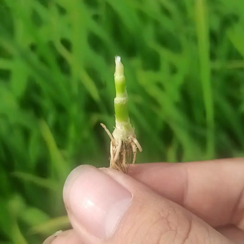 Sữa Nuôi Đòng - Mập tim đèn - Đòng to - Bông bự - Phân bón hữu cơ - 1 lít/ ha 4