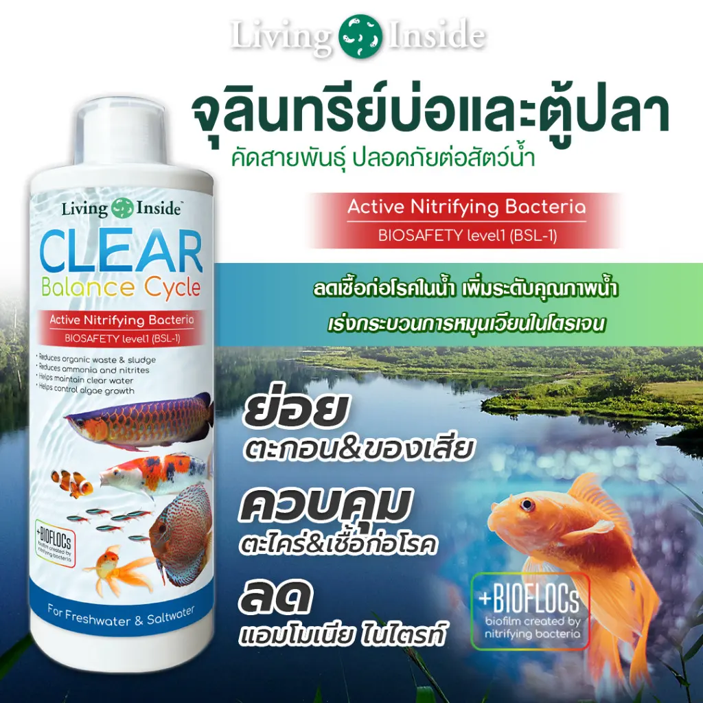 จุลินทรีย์ แบคทีเรีย บ่อปลา ตู้ปลา น้ำใส ลดตะไคร่ ย่อยของเสีย ลดกลิ่น Living Inside