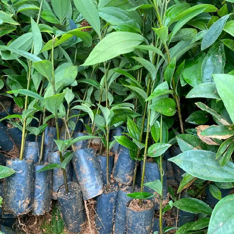 Combo 6 cây giống Quế Thơm cao 30_50cm khỏe đẹp bao sống cây rất nhiều dễ 0