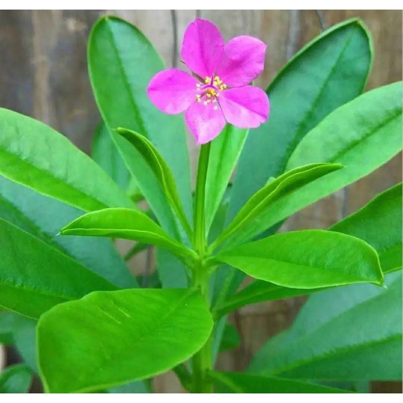 Bibit Benih Ginseng Jawa Talinum Paniculatum Som Jawa Varigata Tanaman Herbal  ( Isi 50 Biji ) 2