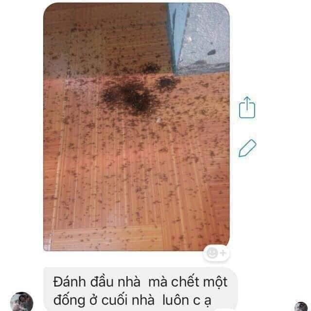 Thuốc diệt kiến gián côn trùng sinh học 3