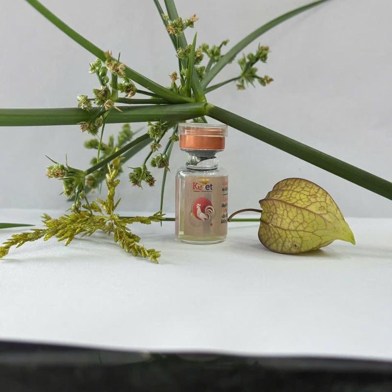 Kêvet nước tăng lực , tăng bo giúp cho gà biểu diễn sung tốt, tỉnh táo.