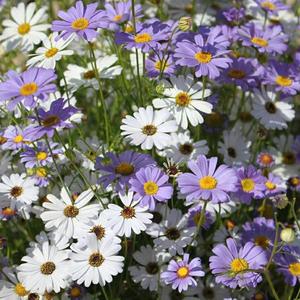 50 Granos,Semillas de Brachyscome iberidifolia,Flores Coloridas,Fácil de Cultivar,Cultivo en Macetas y Parterres,Balcones y Jardines,Jardines Pequeños