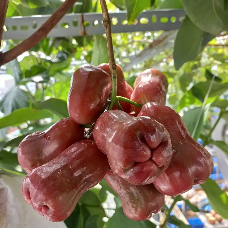 Cây mận đỏ an phước ( tặng kèm phân bón) 7