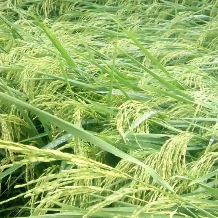 Benih Padi Unggul MSP Sertani 14 Bibit 1 kg 6