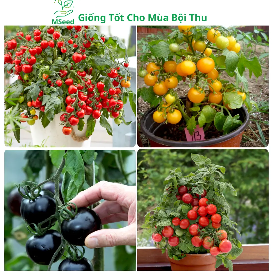Hạt giống Cà Chua Bi Lùn chịu nhiệt dễ trồng siêu quả (Tặng phân bón) – MSeed