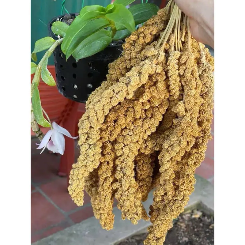 Kê Chùm(100g) dành cho vẹt tập ăn, cực tốt