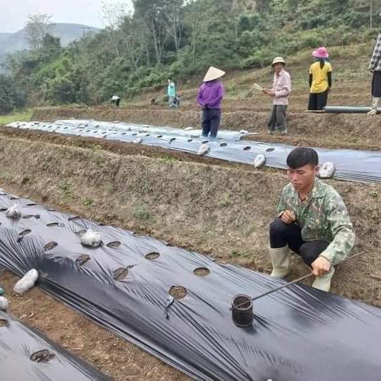 Màng Phủ Nông Nghiệp 1.2mx400m Chưa Đục Lỗ Sẵn 4