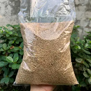 Canary Seed 1Kg Pakan Burung Berkicau Makanan Berkualitas untuk Burung Anda
