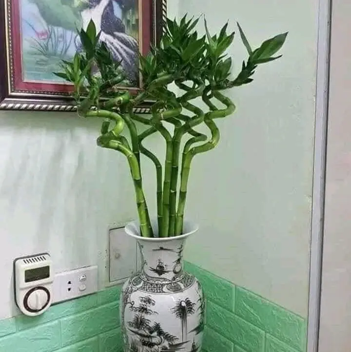 Cây Phát Tài Xoắn [ 1 pó gồm 10 cây ], cắm bình hoa, thân cây mập hàng vip, chồi rất xanh và khõe kt 50_60cm