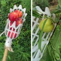 Gambar Sekop Pemetik Buah / Alat petik Buah Garden Fruit Picker Collection Head Tool - Orange dari Mix Max Xtore Kota Medan 5 Tokopedia