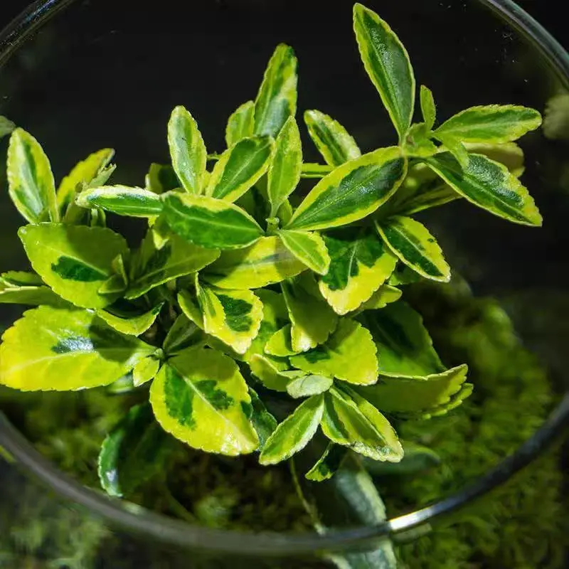 Chậu cây hoàng kim mini làm tiểu cảnh, terrarium, bán cạn 4