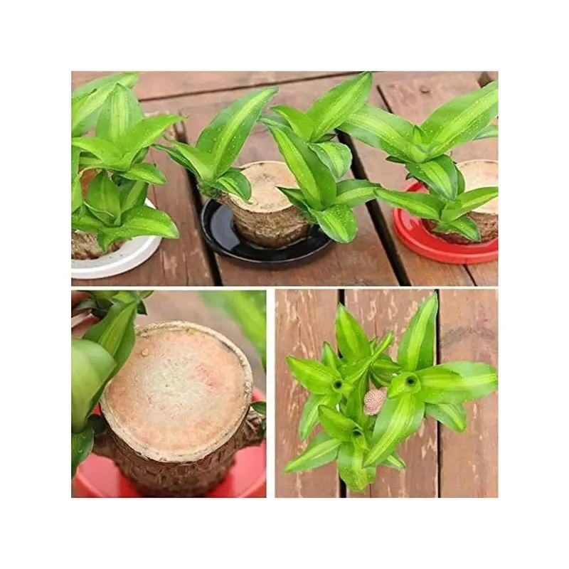 Brazilian Lucky Tree Brings You Good Luck Increases Your Wealth And Is Easy To Grow Indoors 4