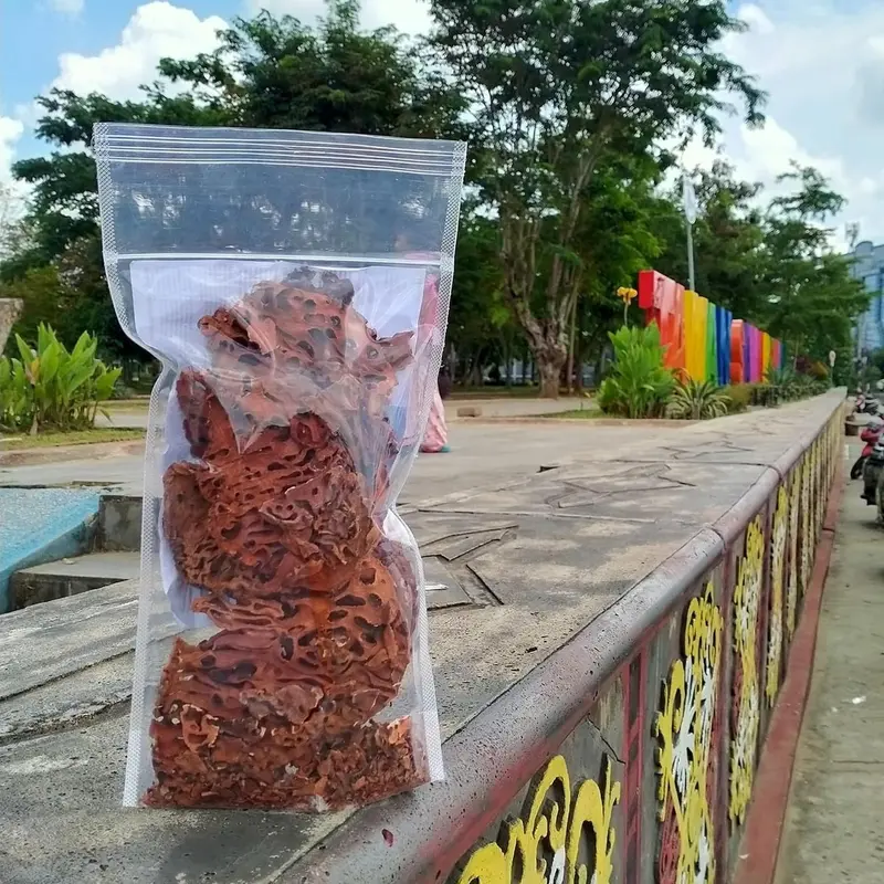 Sarang semut Papua Myrmecodya pendants 4