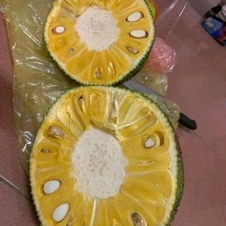 combo 2 cây Mít Ta Dai(cây giống mít ta dai) 1