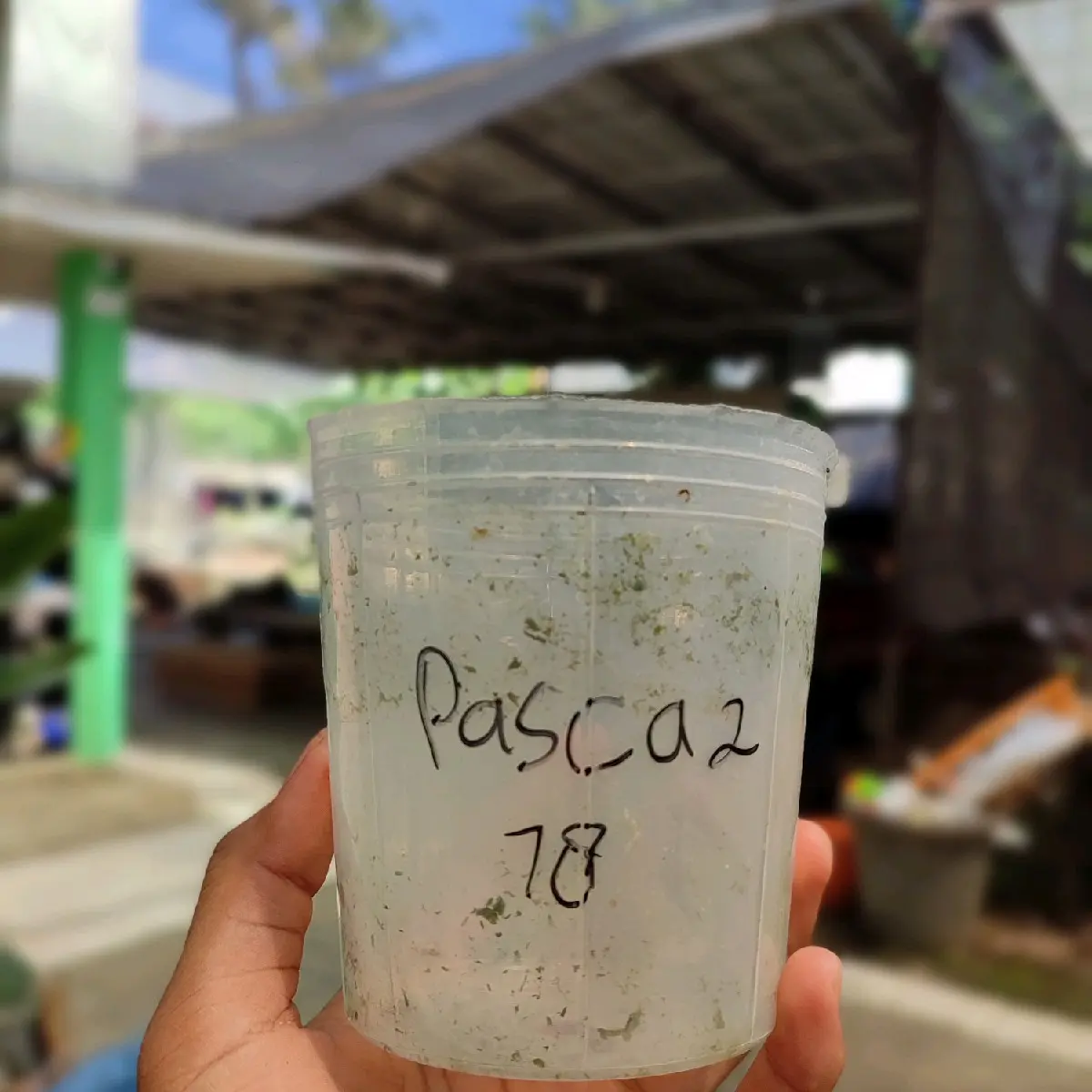 pot 2Pasca