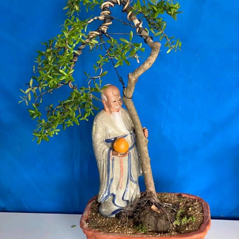 Tượng Ông Thọ Ghép Bonsai,Decor Gốm Sứ Bát Tràng
