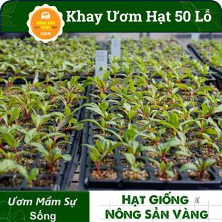 Khay Ươm Hạt Giống 50 Lỗ Kích Thước 55*30*5.5 cm , Vỉ Ươm Giúp Cho Hạt Nảy Mầm Tốt - Nông Sản Vàng 1