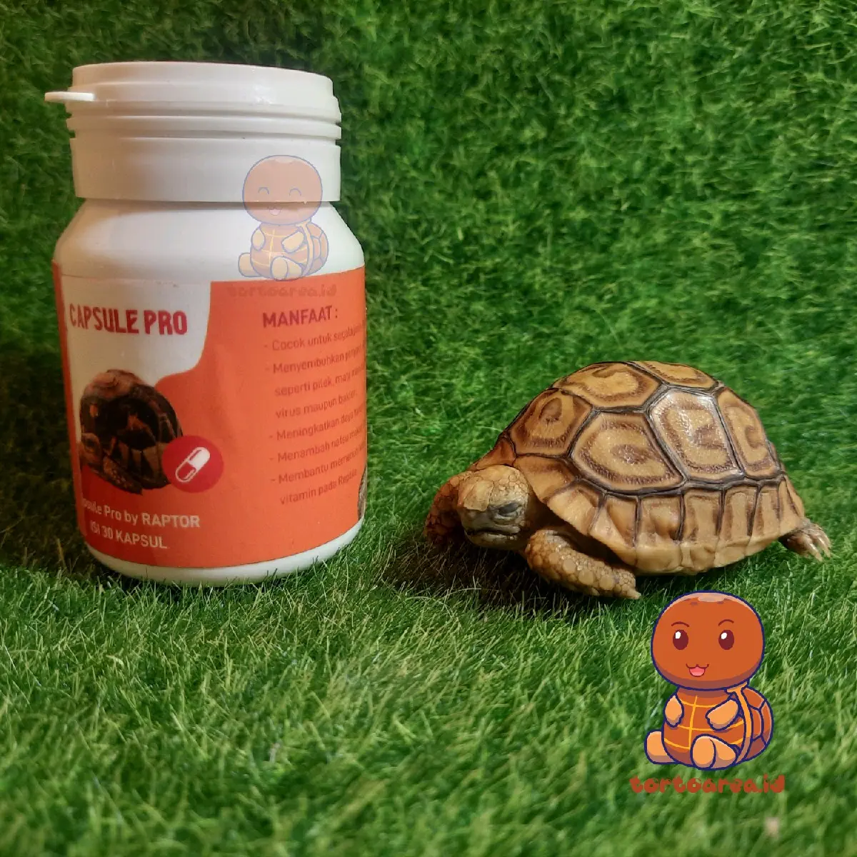Capsule Pro by Raptor Ecer - Obat Lemas Sakit Tortoise Kura Darat Sulcata Pardalis