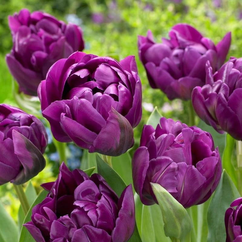 10 củ Tulip kép Double Negrita