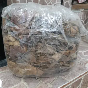 DAUN KETAPANG OLAHAN SUPER KILOAN