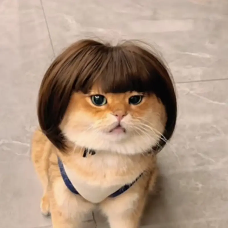 Rambut Palsu dengan Poni Kucing, Gaya Kucing Muka Besar, Hiasan ...