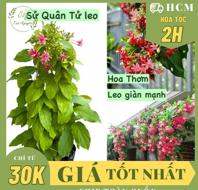 CÂY HOA SỬ QUÂN TỬ LEO, hoa Thơm, (cao 40cm), cây cảnh decor, cây trang trí nhà nội thất, khoẻ đẹp, GIÁ RẺ, lọc không khí, Cây Tươi Nguyên CTN1725