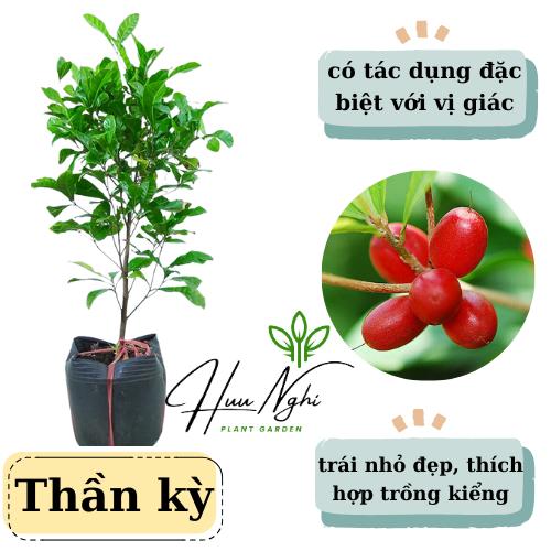 Cây giống thần kỳ (cây thần kỳ), cây kiểng đẹp