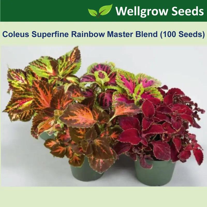 Coleus Superfine Rainbow Master Blends (100 seeds) Biji Beni - TikTok ...