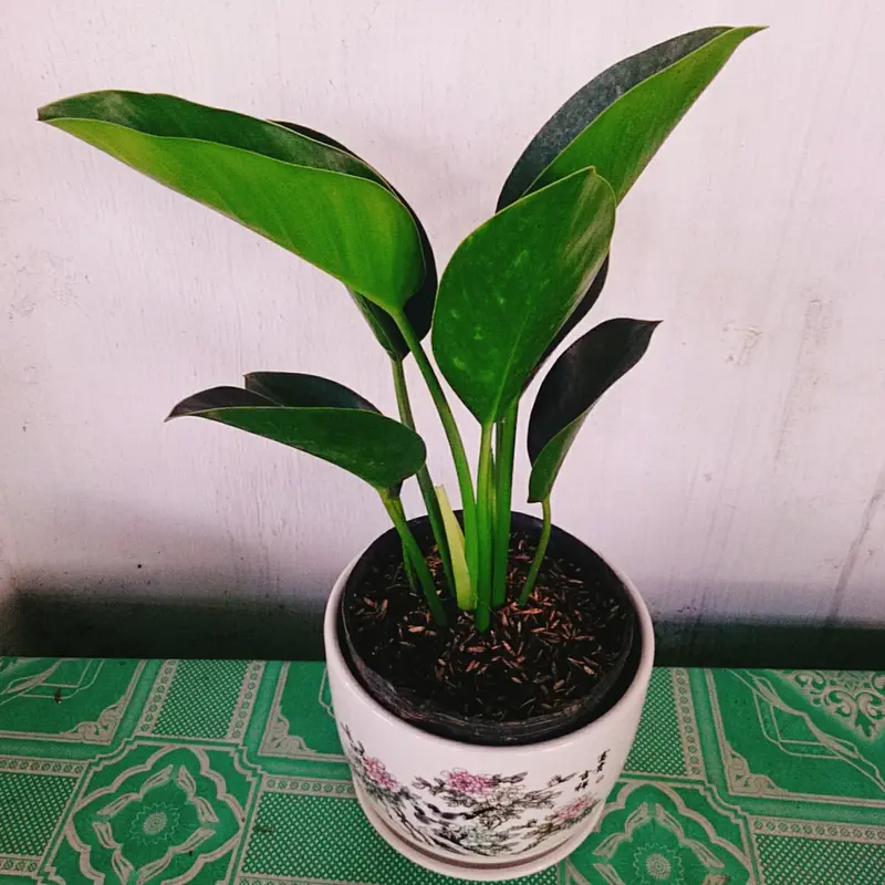 Trầu Bà Đế Vương Xanh - cây cảnh để bàn 6