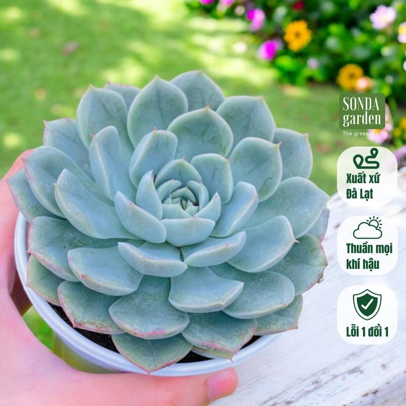 Sen đá liên đài trắng SONDA garden size trung bình 10-12cm cây sen đá sen đá đẹp trang trí nhà cửa