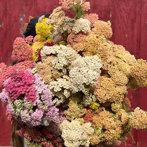 Milenrama Achillea 100 granos Mezcla de Colores Perenne Resistente a la Sequía Decoración Hogar y Fiestas Jardín Ornamental