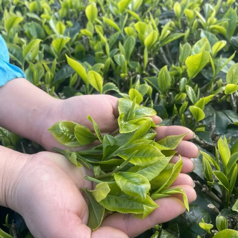 Trà shan tuyết ( 0.5kg/gói) tự nhiên thơm ngon