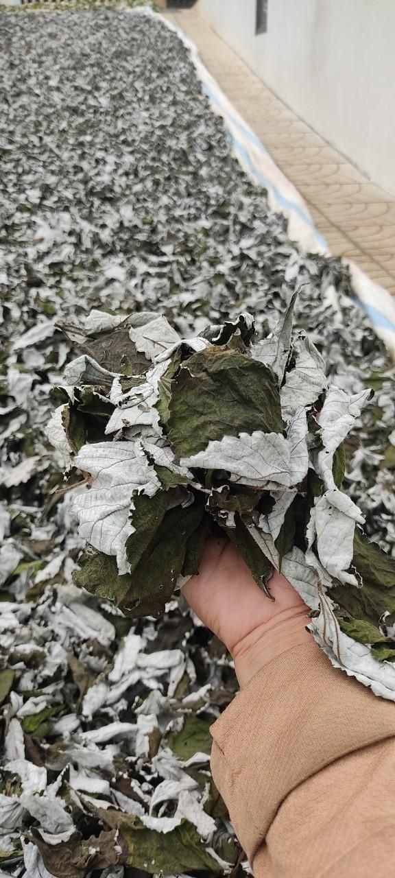 Product Introduction of 1kg bột Lá Gai khô nguyên chất làm bánh 5
