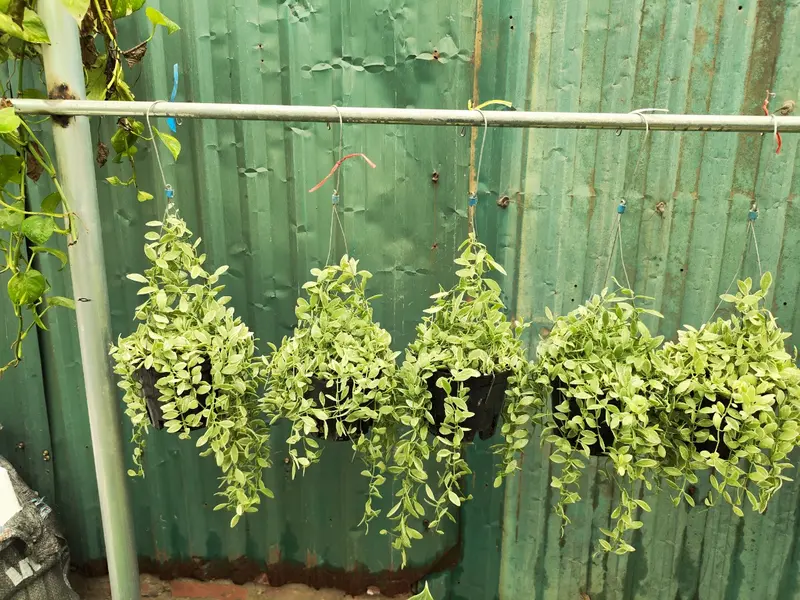 Tổng hợp các mẫu cây treo ban công, treo trang trí nhà cửa, phủ không gian xanh 2