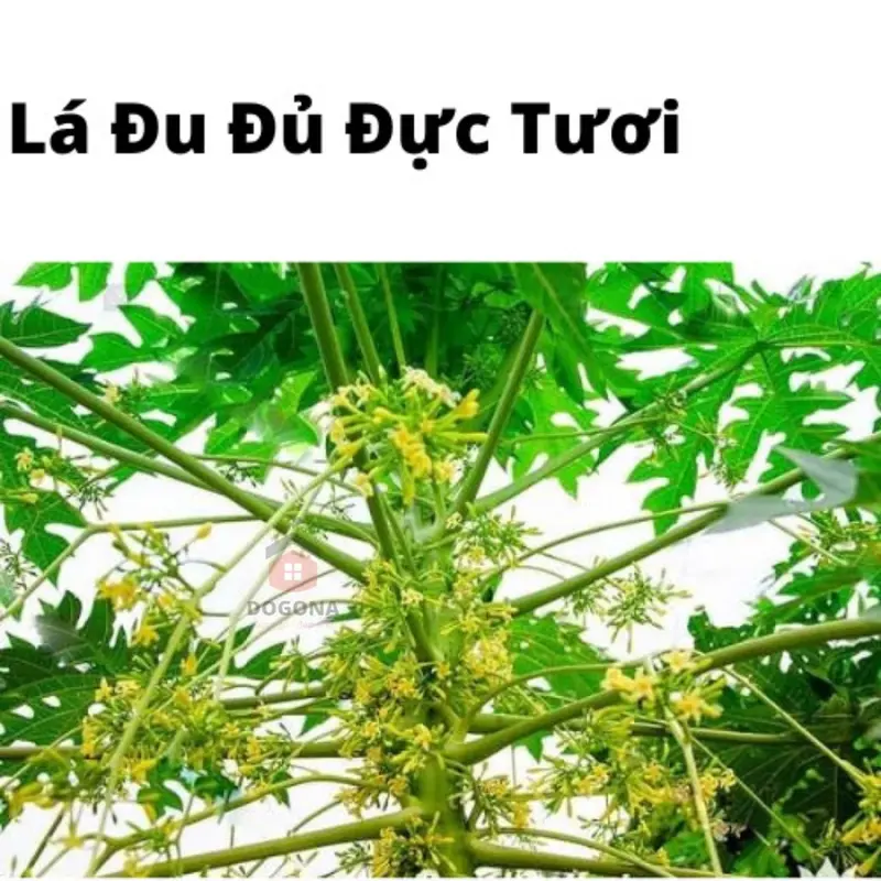 500gram Lá Cây Đu Đủ Đực Tươi - Lá Đu Đủ Đực Phơi Khô Tự Nhiên. 0