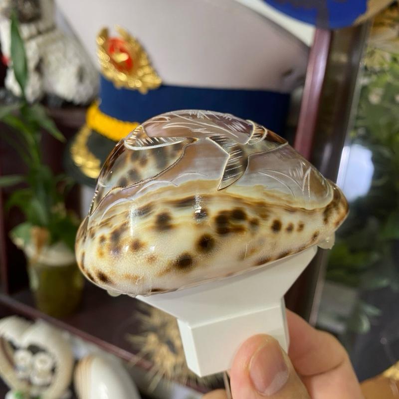 Đèn ngủ cá heo làm từ vỏ ốc biển ( cắm điện ) siêu đẹp , bền , to bằng nắm tay 3