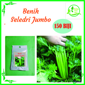 BENIH SELEDRI JUMBO ISI 150 BIJI