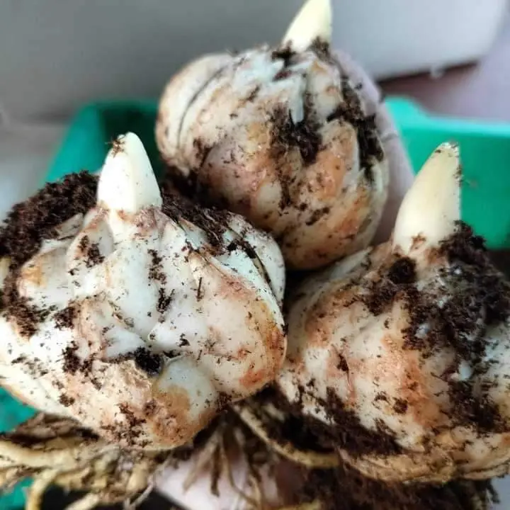 Hoa ly cao trung - Combo 10 củ