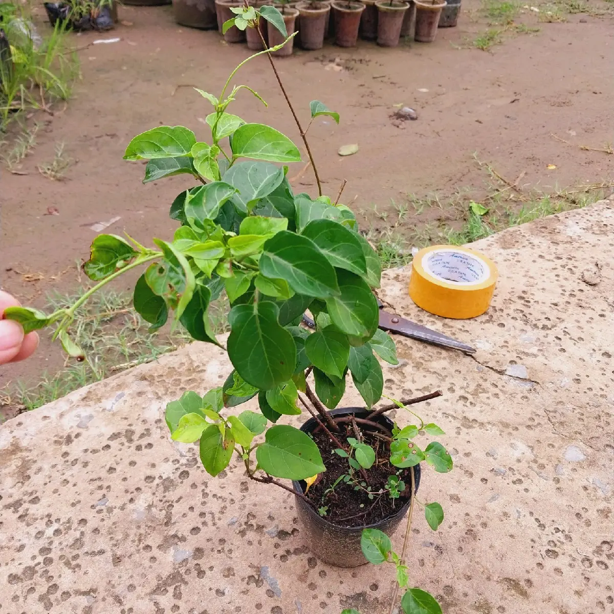 Cây giống lá giang (lá nấu lẩu gà)