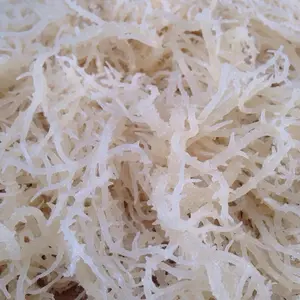 500 GRAM RUMPUT LAUT KERING