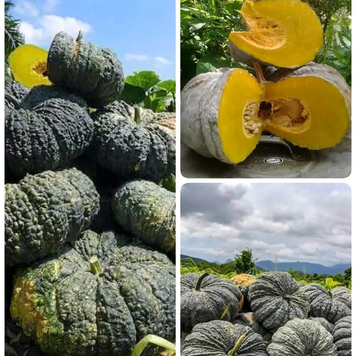 เมล็ดพันธุ์ฟักทอง ซื้อ 2 ฟรี 1