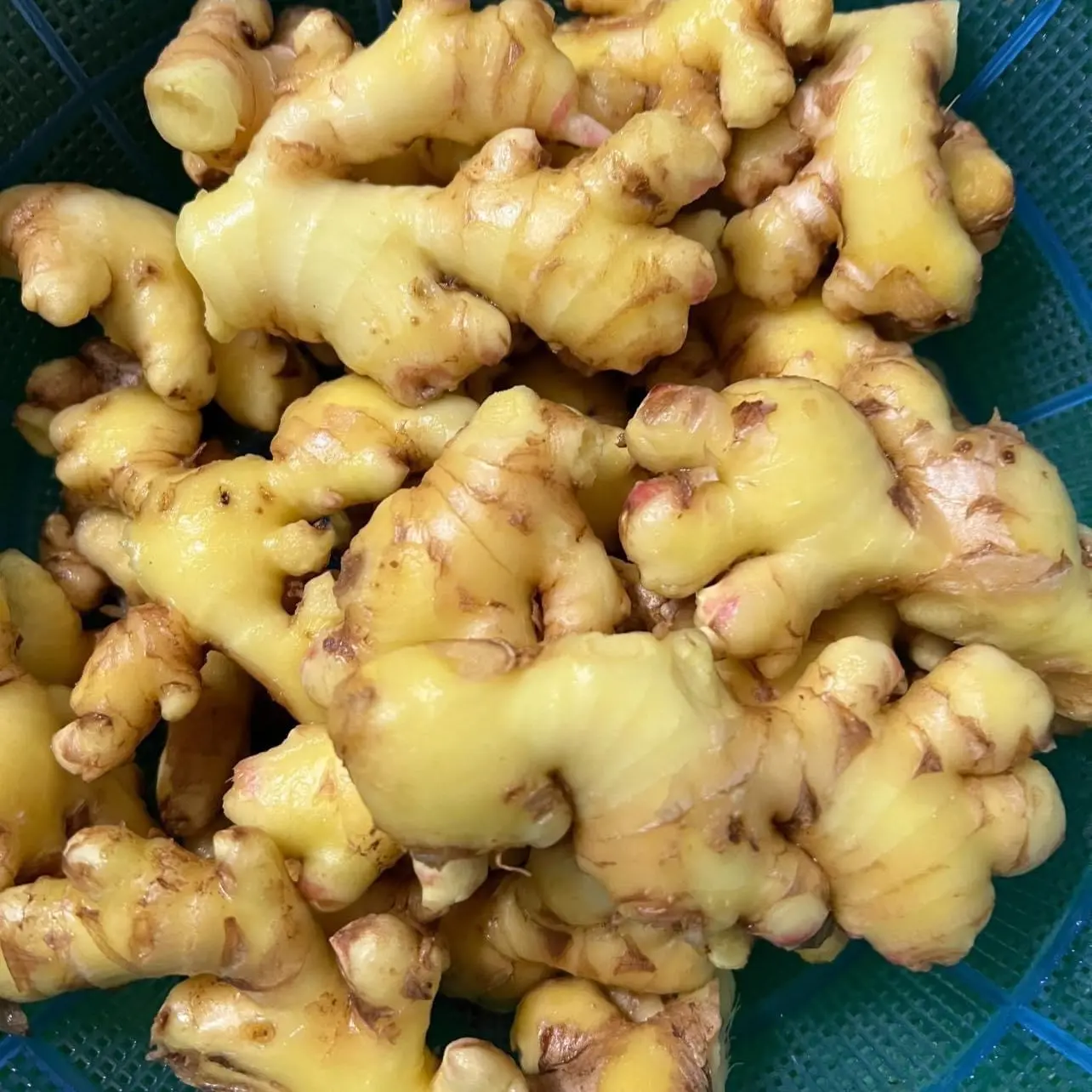 COMBO 2kg GỪNG TA SƠN LA -Gia vị bột